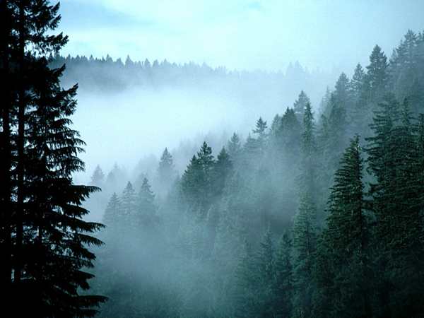 Forest Fog